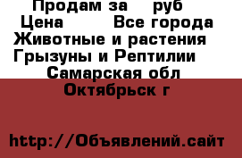 Продам за 50 руб. › Цена ­ 50 - Все города Животные и растения » Грызуны и Рептилии   . Самарская обл.,Октябрьск г.